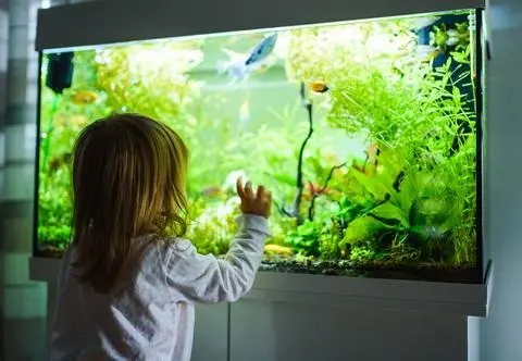 Oświetlenie akwarium – jakie świetlówki wybrać?