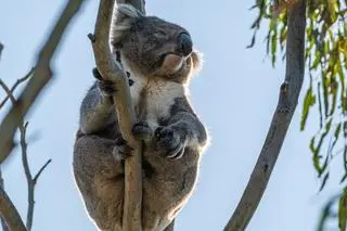 Koala