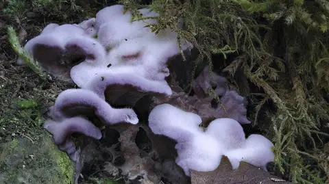 Chrząstkoskórnik purpurowy - czy jest niebezpieczny dla człowieka? 