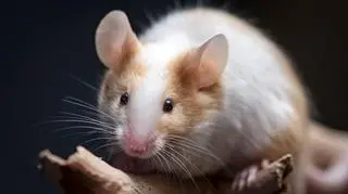 Co je mysz domowa? Najpopularniejszy posiłek myszy