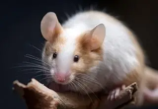 Co je mysz domowa? Najpopularniejszy posiłek myszy
