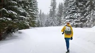 Na trasie do Morskiego Oka zimuje niedźwiedzica. "To jest jeden z trzech szlaków, jakie w Tatrach zamykamy"