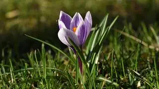 Kwitnący krokus