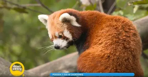 Panda ruda w chorzowskim zoo