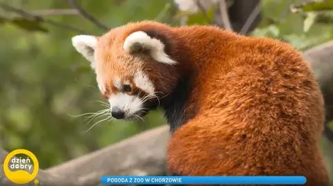 Panda ruda w chorzowskim zoo