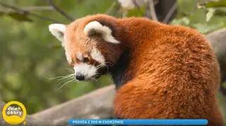 Świnki, panda i małe lemury. W chorzowskim zoo pojawili się nowi mieszkańcy 