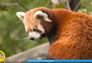 Świnki, panda i małe lemury. W chorzowskim zoo pojawili się nowi mieszkańcy 