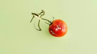 Nie wyrzucaj spleśniałego pomidora! Sprawdź, jak można go wykorzystać
