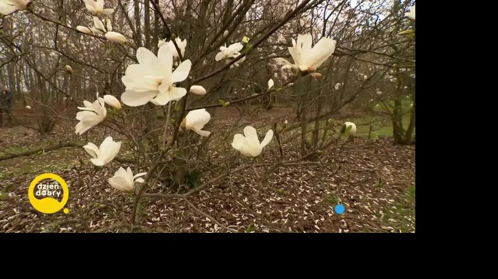 DD_20220525_Magnolie_rep_REP