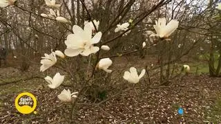 Magnolie, czyli krokodyle wśród roślin