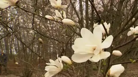 DD_20220525_Magnolie_rep_REP