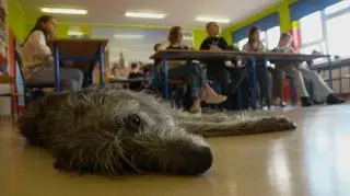 Te psy pomagają w nauce języka angielskiego. "Dzieci mogą wejść z nimi w interakcję"