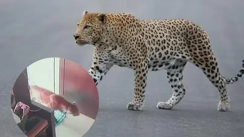 Lampart zaskoczył wszystkich. Film stał się hitem w sieci