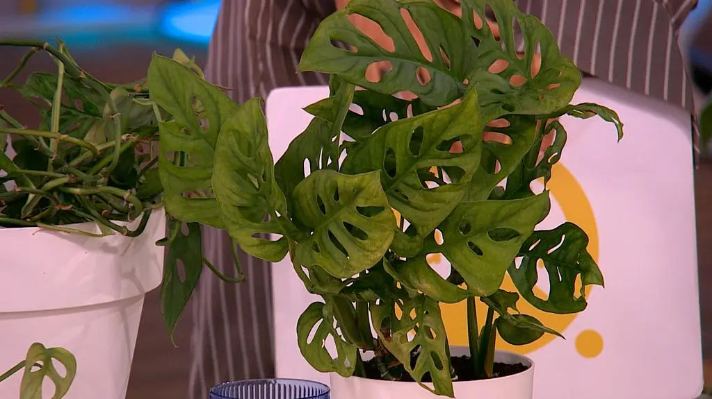 Monstera