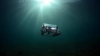 Naukowcy sfilmowali niezwykle rzadką rybę. Macropinna microstoma widzi przez przezroczystą głowę [WIDEO]
