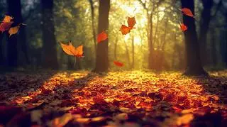 Pogoda na jutro. To nie koniec pogodnej i umiarkowanie ciepłej jesieni