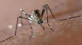 Ugryzienie tych owadów może być śmiertelne. W jakich europejskich krajach występują?  