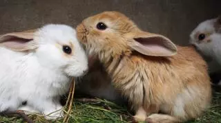 Rasy królików domowych – charakterystyka najpopularniejszych