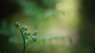 Kwiat paproci istnieje. Jak wygląda legendarny kwiat i czy można go zrywać?