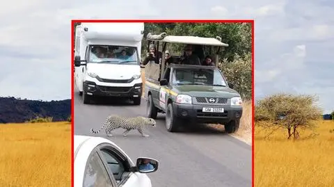 Drapieżnik podszedł niebezpiecznie blisko. Jego cel był jednak zupełnie inny