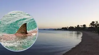 Nie żyje 24-latek zaatakowany przez rekina w Egipcie. Zamknięto plaże popularne wśród Polaków 