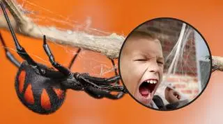 8-latek chciał być jak Spider-Man. Spotkanie z pająkiem mogło się skończyć tragicznie