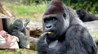 Młoda mama i jej pociecha zwróciły uwagę gorylicy w zoo