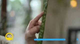 Co zrobić, żeby... odbiła nam palma? (napisy)