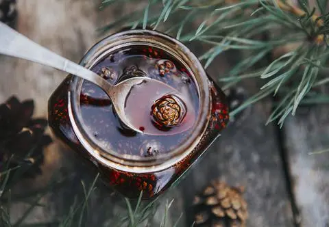 Syrop z sosny – jak zrobić naturalny lek na kaszel i przeziębienie?