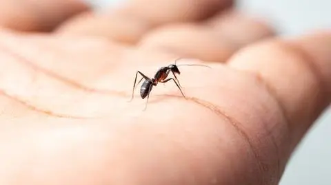 Sen o mrówkach i jego znaczenie. Poznaj analizę i interpretację snu