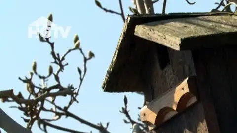 20240605_HGTV_NMWO_Ptaki