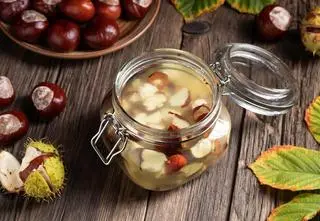 Domowy sposób na nalewkę z kasztanów. Kiedy je zbierać?