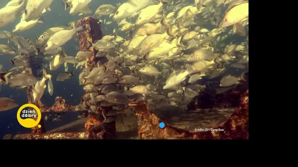 DD_20230609_Deep_sea_rep_REP