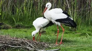 Dzień Bociana Białego - zwyczaje, ciekawostki o tym gatunku. Czym różni się od bociana czarnego?