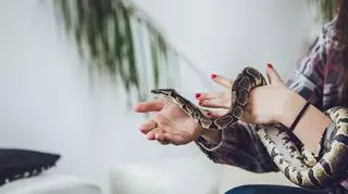 Ofidiofobia, czyli strach przed wężami. Jak się objawia i czy da się z nią walczyć?