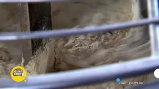 Co kryje się w chlebie? 