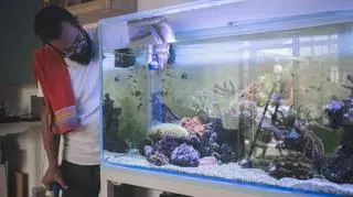 Napowietrzacz akwarium - niezbędnik akwarysty