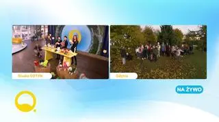 Jeśli piesek to lubi, przebierz go na Halloween 