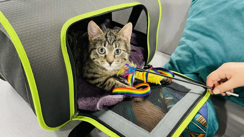 kot do adopcji