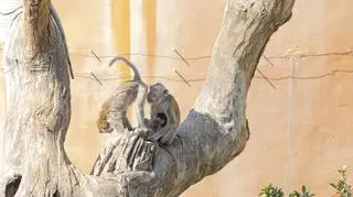 Małpy na wybiegu w zoo