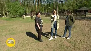  Osioł i zebra - przyjaciele na całe życie 