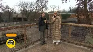 Niezwykłe narodziny myszojelenia we wrocławskim zoo