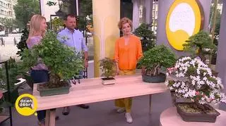 Własne bonsai krok po kroku