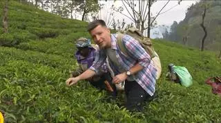 Najlepsza herbata rośnie na Sri Lance. Jak wygląda proces jej produkcji?