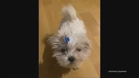 Uwaga! TVN. Matka patostreamera sprzedaje śmiertelnie chore psy?