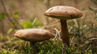 Pierwszy wysyp grzybów. Na jakie można trafić w trakcie majówkowych spacerów?