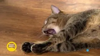 Kocie sztuczki - tego możesz nauczyć swojego kota 