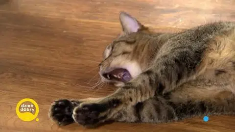 DD_20240416_Koty_REP