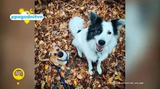 Pogodni TVN
