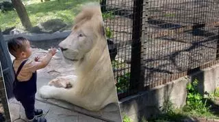 Dziecko próbowało bawić się z lwem w ZOO. Nagranie może wyglądać niepokojąco
